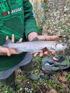 Rainbow Trout