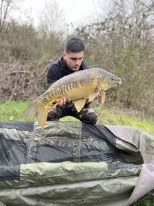 Mirror Carp