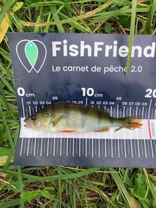 European Perch