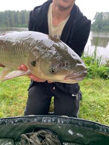 Grass Carp