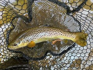 Brown Trout