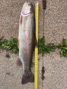 Rainbow Trout
