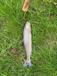 Rainbow Trout