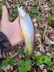 Brown Trout
