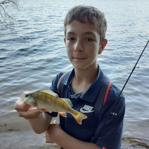 European Perch