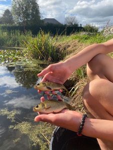 Crucian Carp