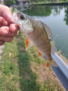 European Perch