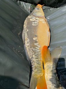 Leather Carp
