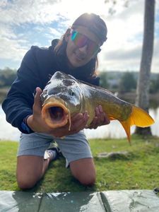 Mirror Carp
