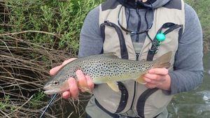 Brown Trout