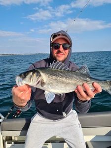 European Bass (Seabass)