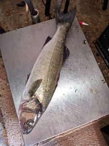 European Bass (Seabass)