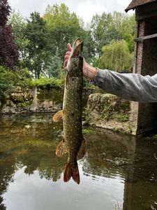 Northern Pike