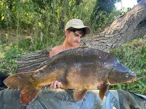 Mirror Carp