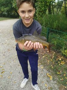Common Carp