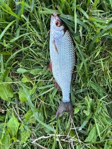 Roach