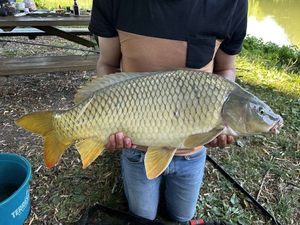 Common Carp