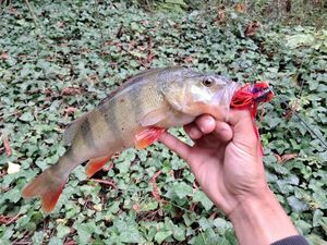 European Perch