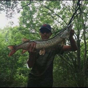 Northern Pike