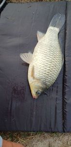 Crucian Carp