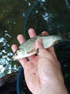 Roach