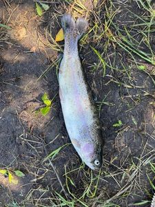 Lake Trout