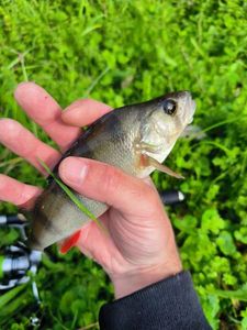 European Perch
