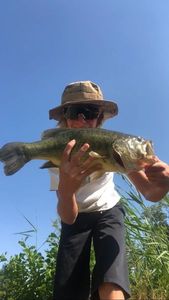 Largemouth Bass