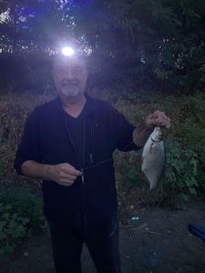 Crucian Carp