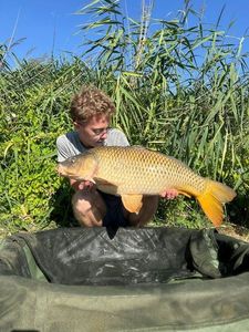 Common Carp