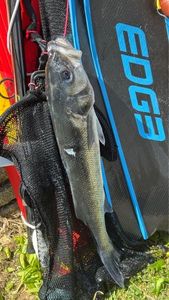 European Bass (Seabass)
