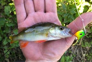 European Perch