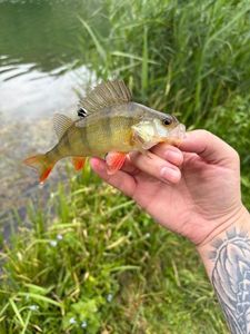 European Perch