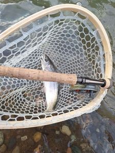 Rainbow Trout