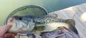 Largemouth Bass