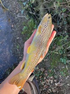 Brown Trout