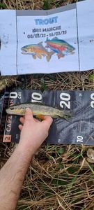 Brown Trout