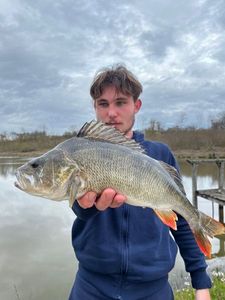 European Perch