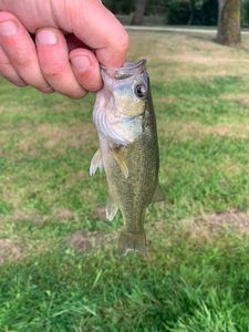 Largemouth Bass