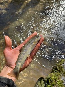 Brown Trout