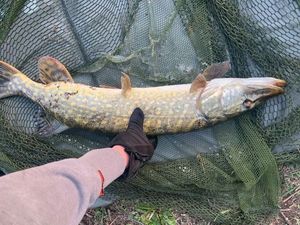 Northern Pike