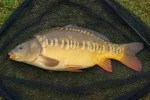 Mirror Carp