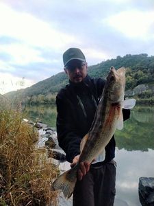 Zander