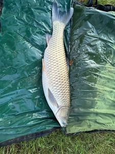 Grass Carp