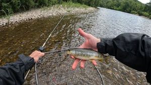 Brown Trout