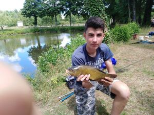 Tench