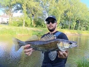 Zander