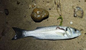 European Bass (Seabass)