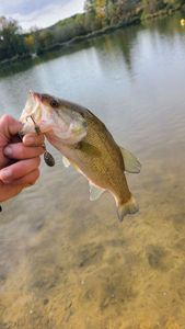 Largemouth Bass