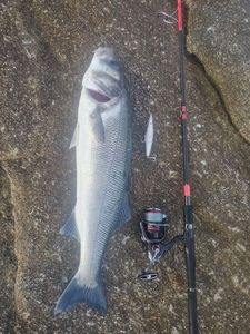 European Bass (Seabass)
